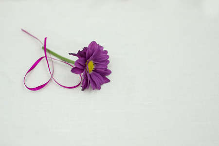 A little flower as a gift.の写真素材