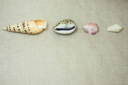 Travel by sea always collect shells on the memory of the place.の写真素材