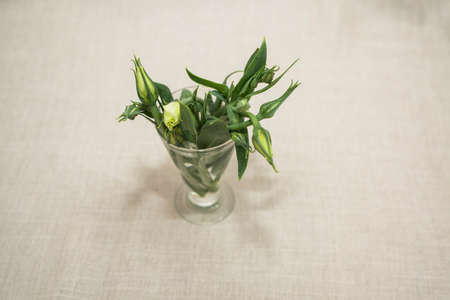 Green flowers in a small bouquet for the woman he loved.の写真素材