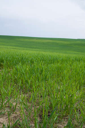 In the beginning, springs are planted with wheat and potatoes and the land becomes beautiful and fresh green.の写真素材