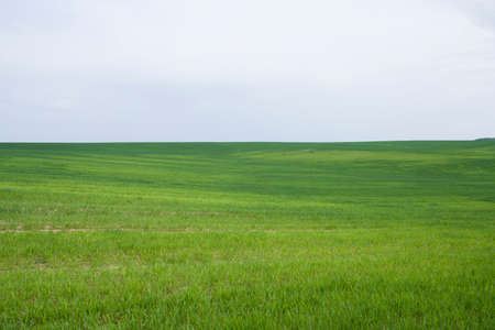 In the beginning, springs are planted with wheat and potatoes and the land becomes beautiful and fresh green.の写真素材