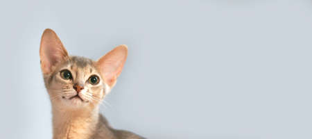 Beautiful Abyssinian Cat funny Looking and Raising up paw isolated on gray background. Extra wide banner. Copy Space. Minimalism. Petの写真素材
