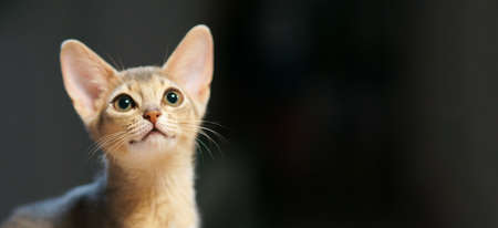 Beautiful Abyssinian Cat funny Looking and Raising up paw isolated on gray background. Extra wide banner. Copy Space. Minimalism. Petの写真素材