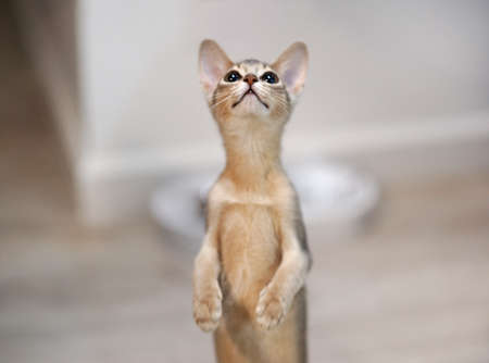Beautiful Cute Abyssinian kitty blue color funny playing and asks to eat in home. Minimalism. Pet. Close up.の写真素材