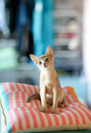 Beautiful Cute Abyssinian kitty blue color sitting on a pillow at home. Minimalism. Pet. Close up.の写真素材