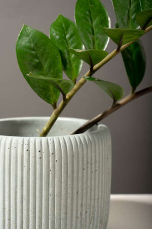 Creative diagonal isometric projection. Composition with concrete ribbed flower pot with zamioculcas. gray background. Minimalism. Natural material. ficus. home garden greenery. Plant.の写真素材