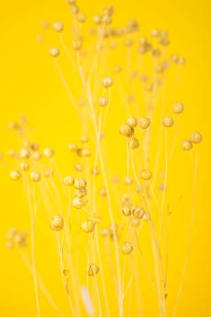 Dried wild yellow flowers isolated on yellow