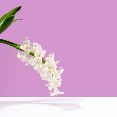 Flowers composition. White hyacinth on a purple lavender background. Concept spring postcard,...