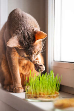Funny Abyssinian blue-beige cat eats grass for the stomach health of pets on the windowsill. Concept of pet care and healthy food for domestic cats. Cute adult abyssinian blue cat.の写真素材