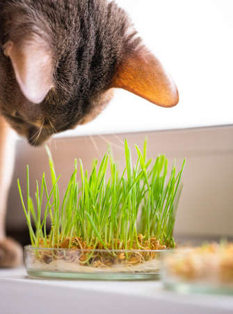 Funny Abyssinian blue-beige cat eats grass for the stomach health of pets on the windowsill. Concept of pet care and healthy food for domestic cats. Cute adult abyssinian blue cat.の写真素材