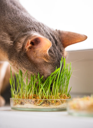 Funny Abyssinian blue-beige cat eats grass for the stomach health of pets on the windowsill. Concept of pet care and healthy food for domestic cats. Cute adult abyssinian blue cat.の写真素材