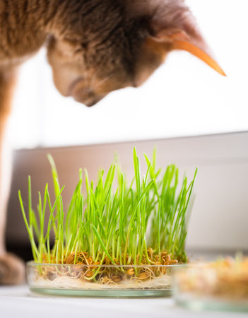The Abyssinian blue and beige cat eats grass for the stomach health of pets on the windowsill....