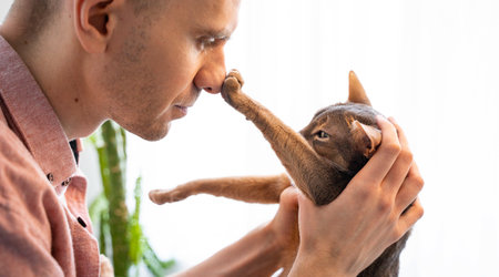 a man gently holding in his arms blue Abyssinian cat at home in sunny. Beautiful and satisfied domestic cat touches the owner's nose with its paw. love for the animals. Lifestyle and pet love concept.の写真素材