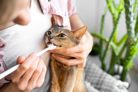 Caucasian white Man in a pink shirt and white t-shirt brushing Teeth with a white brush a cute blue Abyssinian cat. Concept pet health care and love for animals.Lifestyle and daily routine. copy spaceの写真素材