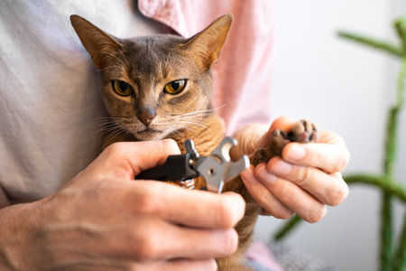 Clipping blue Abyssinian cat claws. Man in a pink shirt and white t-shirt using scissors, trims his...