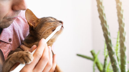 toothbrush for animals. man brushes teeth of a gray cat. animal care concept.の写真素材