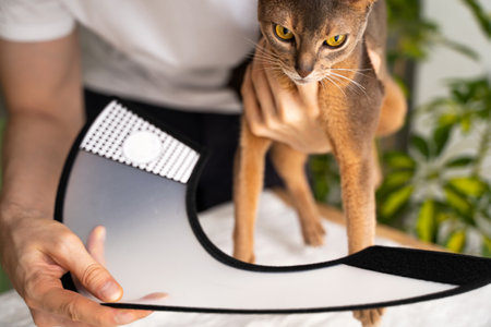 A caring owner puts an cone of shame on a blue Abyssinian domestic cat for protection and healing. Vet-recommended care ensures a swift recovery. Pet care concept, veterinary, healthy animals.の写真素材