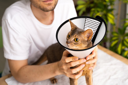 Caring owner lovingly pets his blue Abyssinian domestic cat wearing an e-collar for protection and healing. Concept of pet care and well-being, emphasizing veterinary support and the health of animalsの写真素材