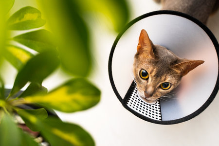 Abyssinian cat wearing an e-collar and cone of shame curiously attempts to eat a leaf from a houseplant. Preventive care indoors ensures its safety and recovery. Pet care concept, protective measures.の写真素材