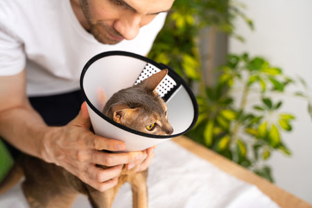 Domestic abyssinian cat in a medical e-collar, receiving attentive care from it owner. The cone ensures a safe and comfortable healing process. Animal healthcare concept.の写真素材