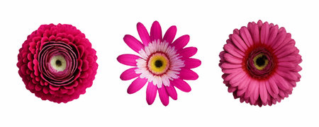 Set of flowers of red flowers. Tropical floral elements. Tropical botanical flowers background....