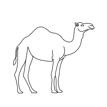 One line drawing of a camel on a white background. Editable lineのイラスト素材