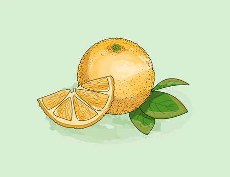 Orange, slice and leaf watercolor with ink solid outline. Juicy, fresh fruit.のイラスト素材