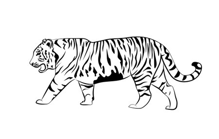 Black and white tiger side view. Proud wild carnivore cat. Flat black outline.のイラスト素材