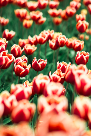 Incredibly beautiful spring landscape with rows of tulipsの写真素材