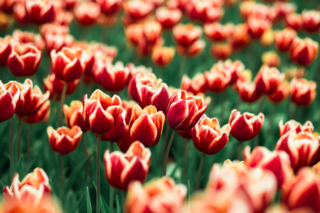 Incredibly beautiful spring landscape with rows of red tulipsの写真素材