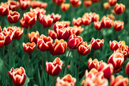 Incredibly beautiful spring landscape with rows of red tulipsの写真素材