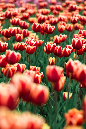 Incredibly beautiful spring landscape with rows of red tulipsの写真素材