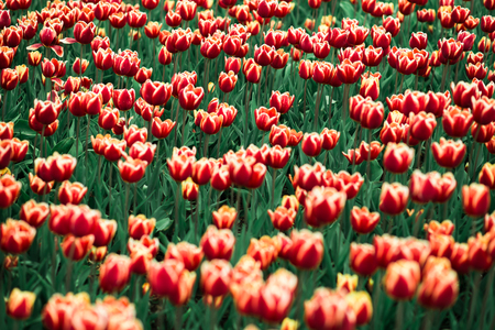Incredibly beautiful spring landscape with rows of red tulipsの写真素材