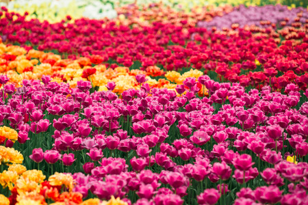 Incredibly beautiful spring landscape with rows of tulipsの写真素材