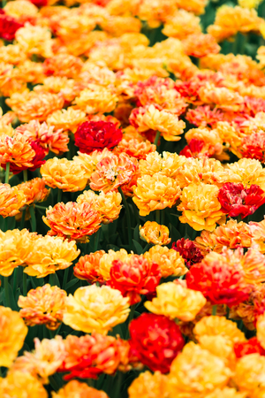 Incredibly beautiful spring landscape with rows of yellow tulipsの写真素材