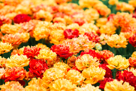 Incredibly beautiful spring landscape with rows of yellow tulips