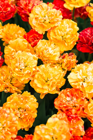 Incredibly beautiful spring landscape with rows of yellow tulipsの写真素材