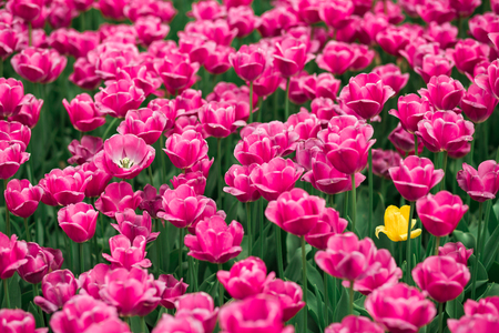 Incredibly beautiful spring landscape with rows of tulipsの写真素材