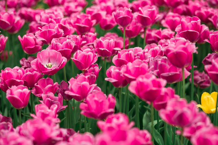 Incredibly beautiful spring landscape with rows of tulipsの写真素材