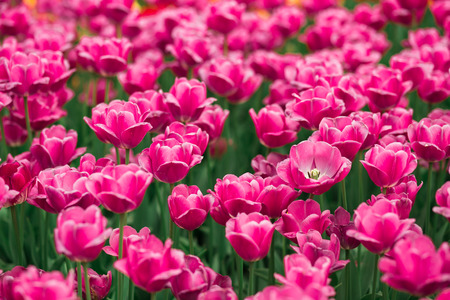Incredibly beautiful spring landscape with rows of tulipsの写真素材
