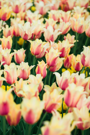 Incredibly beautiful spring landscape with rows of yellow tulipsの写真素材