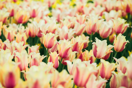 Incredibly beautiful spring landscape with rows of yellow tulipsの写真素材