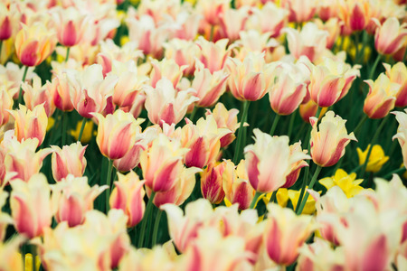 Incredibly beautiful spring landscape with rows of tulipsの写真素材