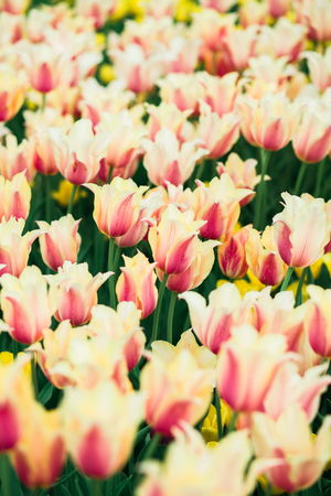 Incredibly beautiful spring landscape with rows of tulipsの写真素材