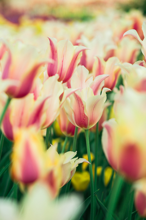 Incredibly beautiful spring landscape with rows of tulipsの写真素材