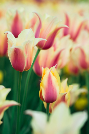 Incredibly beautiful spring landscape with rows of tulipsの写真素材