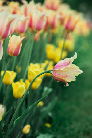 Incredibly beautiful spring landscape with rows of tulipsの写真素材