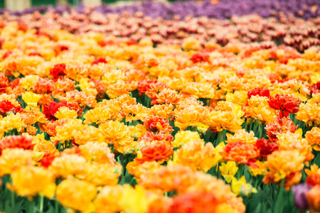 Incredibly beautiful spring landscape with rows of orange tulipsの写真素材