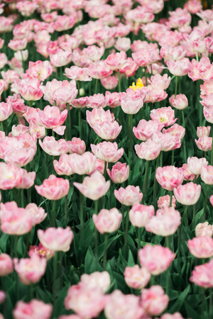 Incredibly beautiful spring landscape with rows of pink tulipsの写真素材