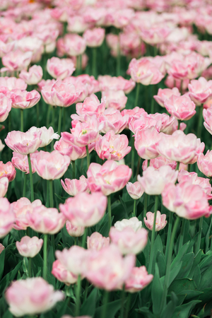 Incredibly beautiful spring landscape with rows of pink tulipsの写真素材